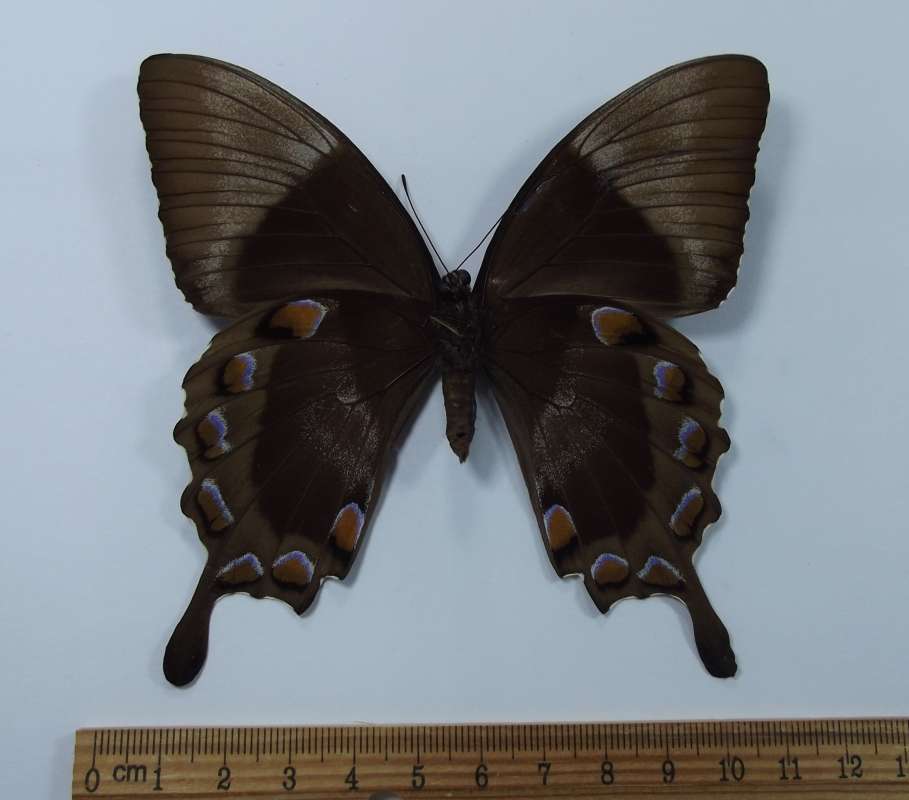 Female - Ventral View<br>(Origin of the Specimen: Manus Isle, PNG, Sept 1981)