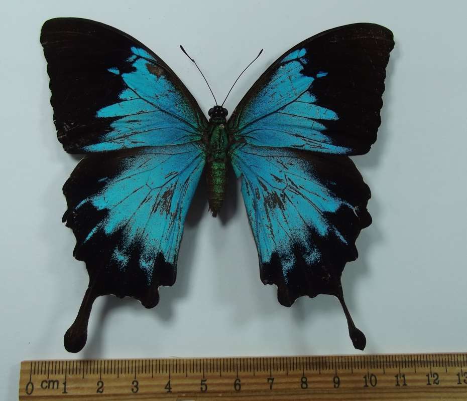 Female - Dorsal View<br>(Origin of the Specimen: Bulolo, Morobe Prov. Sept 1983)