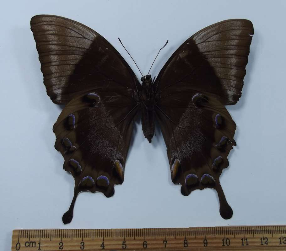 Female - Ventral View<br>(Origin of the Specimen: Bulolo, Morobe Prov. Sept 1983)