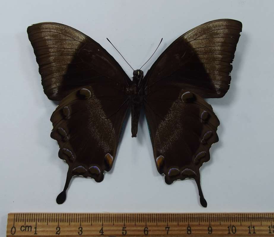 Male - Ventral View<br>(Origin of the Specimen: Bulolo, Morobe Prov. Sept 1983)