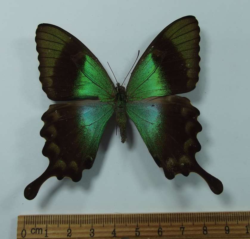 Female - Dorsal View<br>(Origin of the Specimen: Labeled as 