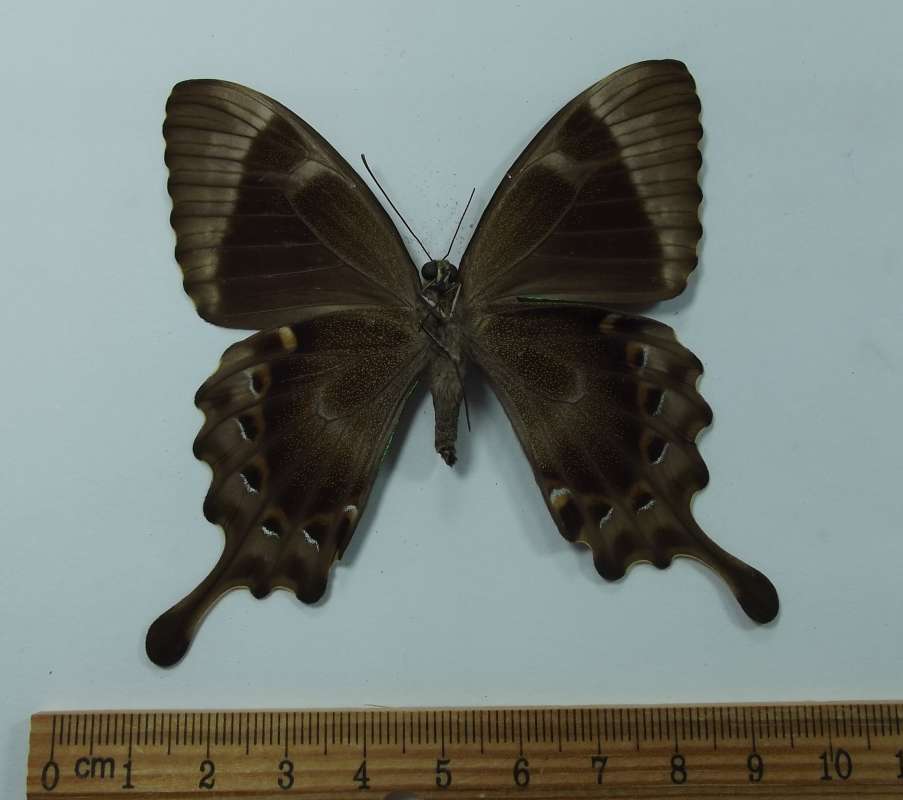 Female - Ventral View<br>(Origin of the Specimen: Labeled as 