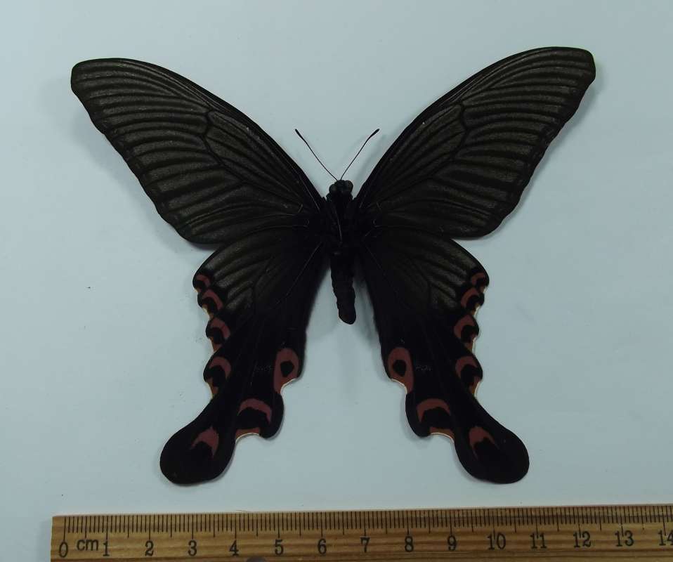 Female - Ventral View<br>(Origin of the Specimen: China, June 1997)