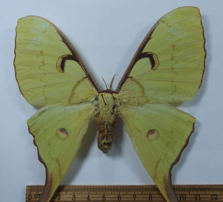 Female - Close View of Front Wing<br>(Origin of the Specimen: Chiang Mai, Thailand, Aug 2001)