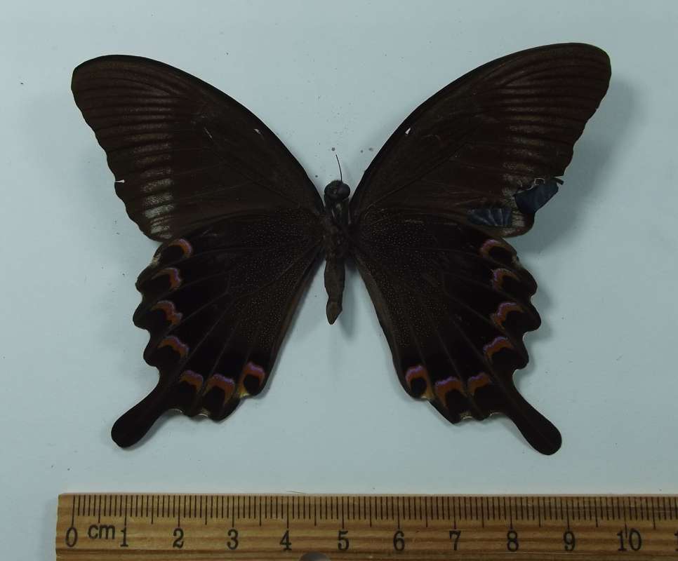 Male - Ventral View<br>(Origin of the Specimen: Taiwan 1983)