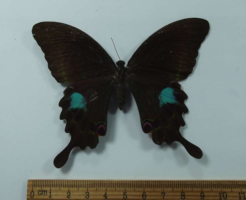 Female - Dorsal Viw<br>(Origin of the Specimen: Taiwan 1983)