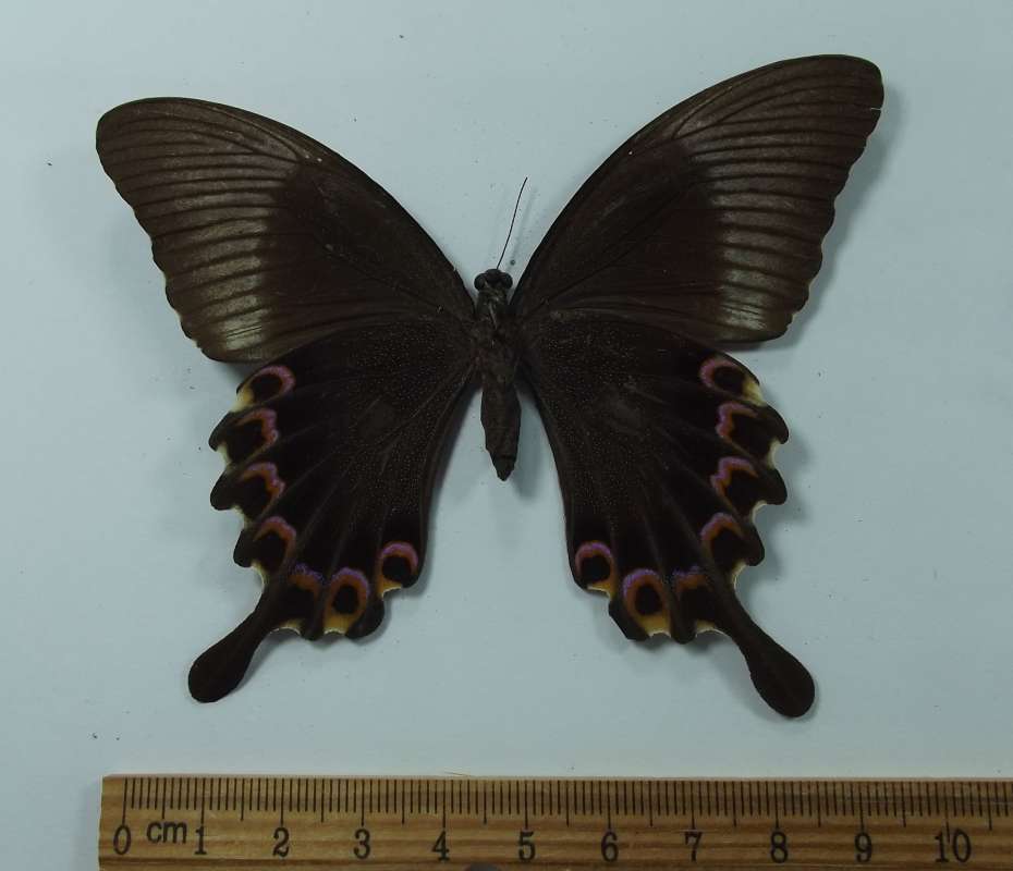 Female - Ventral View<br>(Origin of the Specimen: Taiwan 1983)