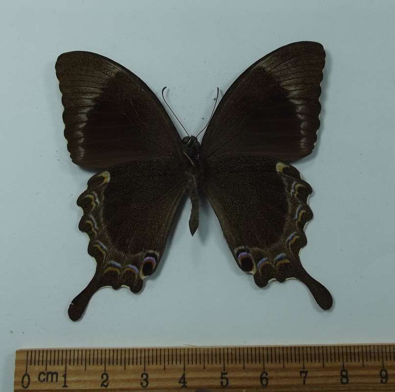 Male - Ventral<br>(Origin of the Specimen: 