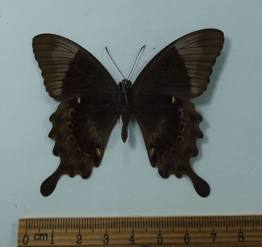 Male - Ventral View<br>(Origin of the Specimen: Sumba, May 1984)