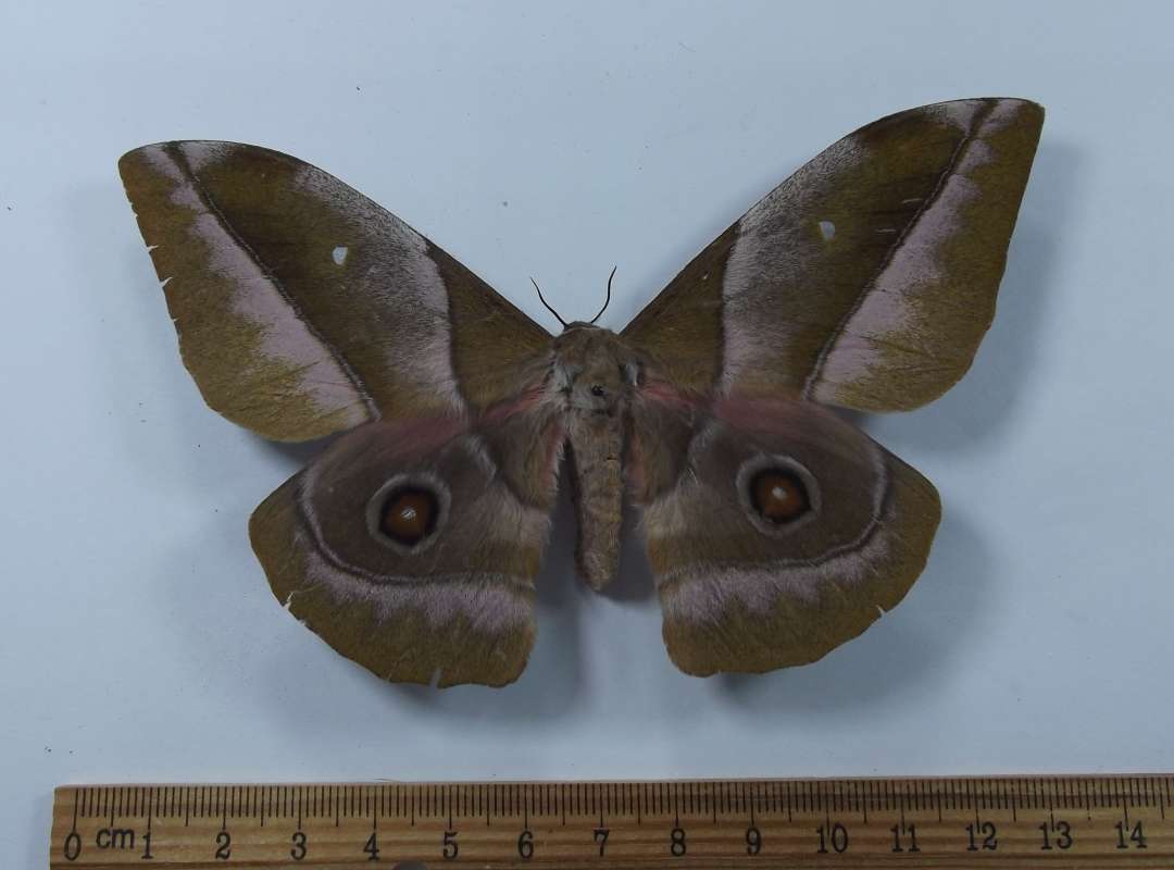 Female - Dorsal View<br>(Origin of the Specimen: Niger, March 2009)