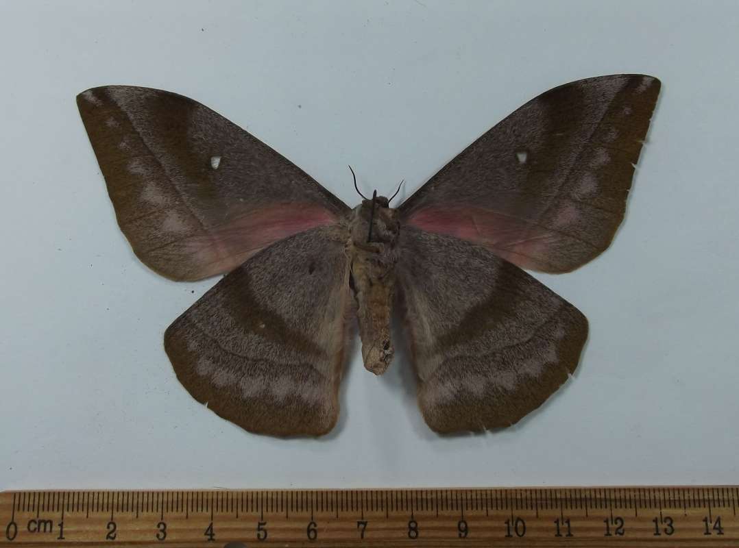 Female - Ventral View<br>(Origin of the Specimen: Niger, March 2009)