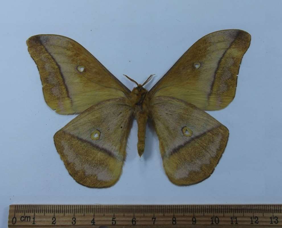 Male - Ventral View<br>(Origin of the Specimen: Tanzania, Jan. 2002)