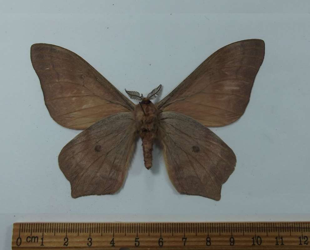 Male - Ventral View<br>(Origin of the Specimen: Niger, March 2009)