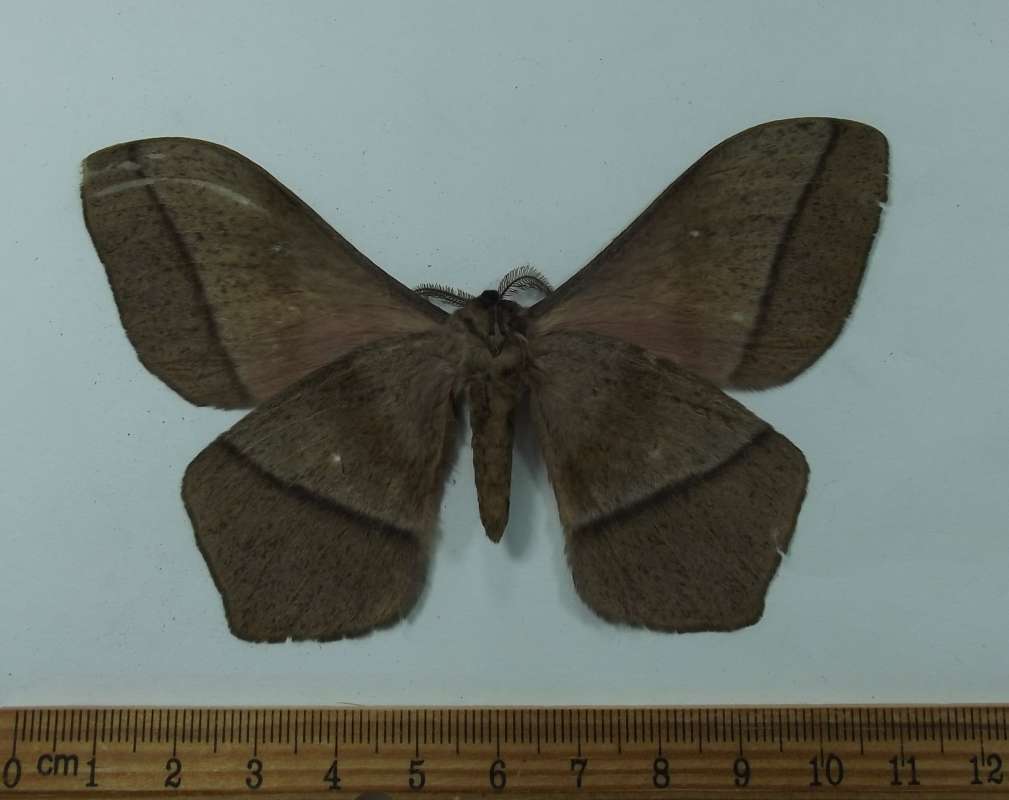 Male - Ventral View<br>(Origin of the Specimen: Tanzania, January 2002)