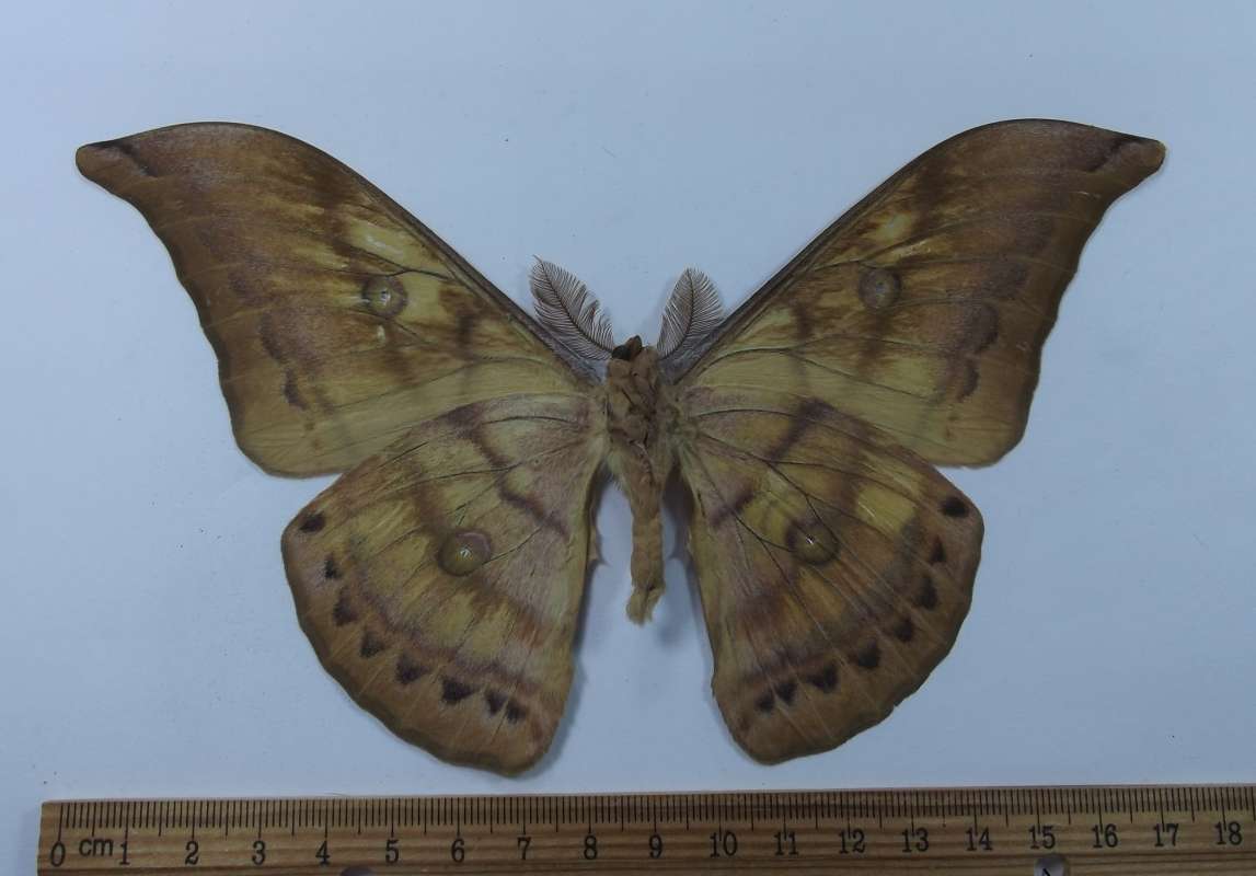 Male - Ventral View<br>(Origin of the Specimen: Vietnam, April 2012)