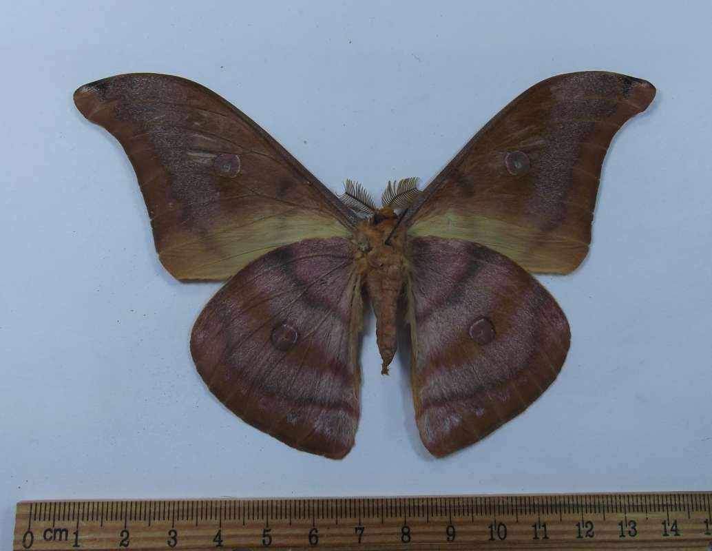Male - Ventral<br>(Origin of the Specimen: Bohol, Philippines, Setp. 2014)
