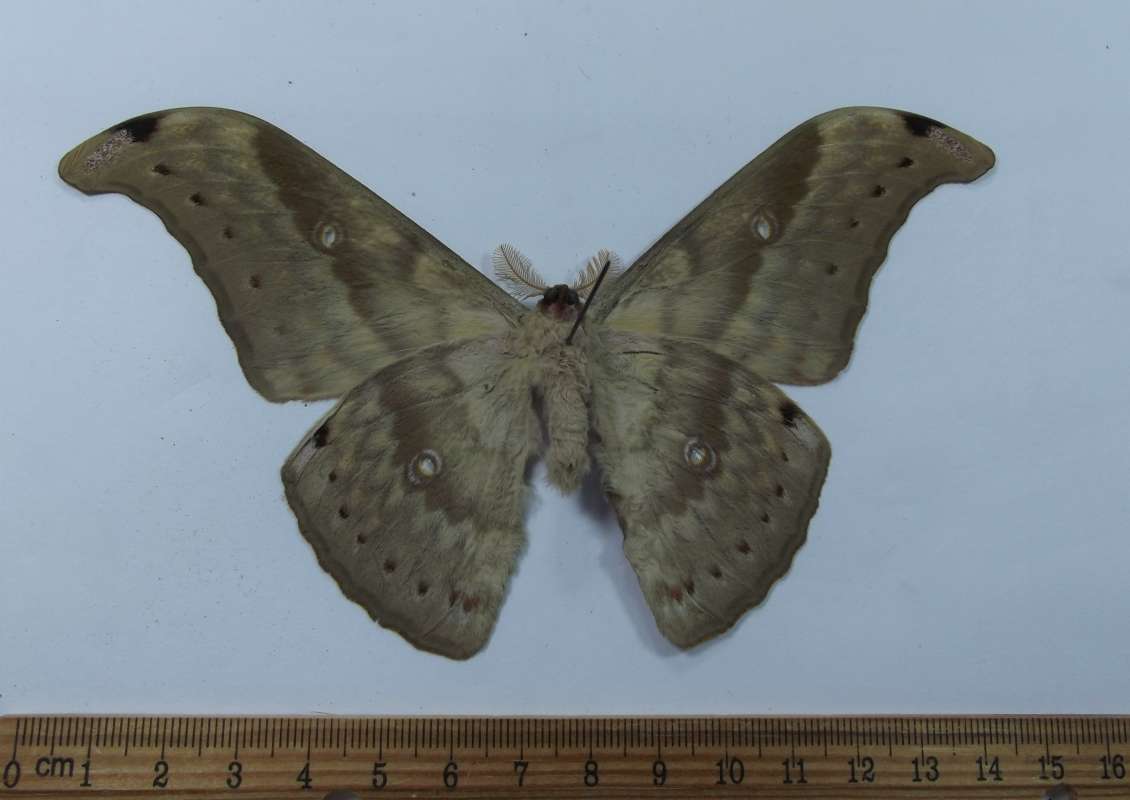 Male - Ventral View<br>(Origin of the Specimen: Vietnam, July 2002)