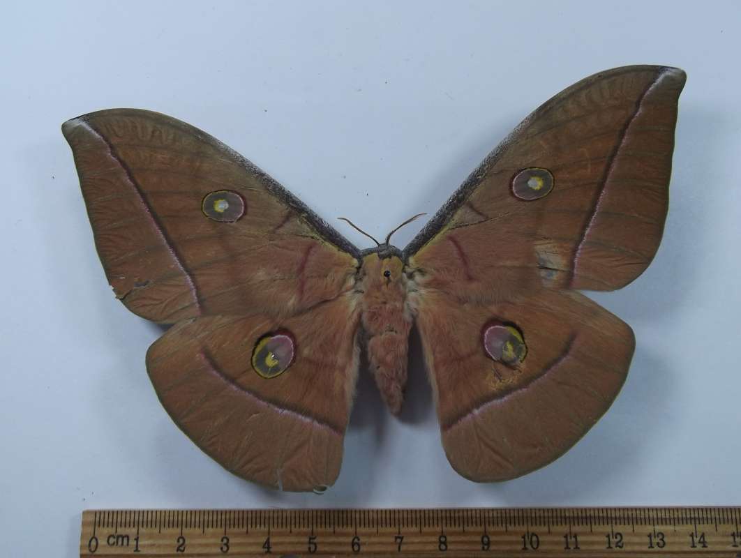 Female - Dorsal View<br>(Origin of the Specimen: Pelang, Feb. 2002)