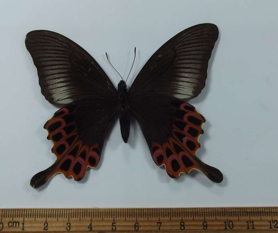 Female - Ventral View<br>(Origin of the Specimen: Bred in Japan Circa 1955)