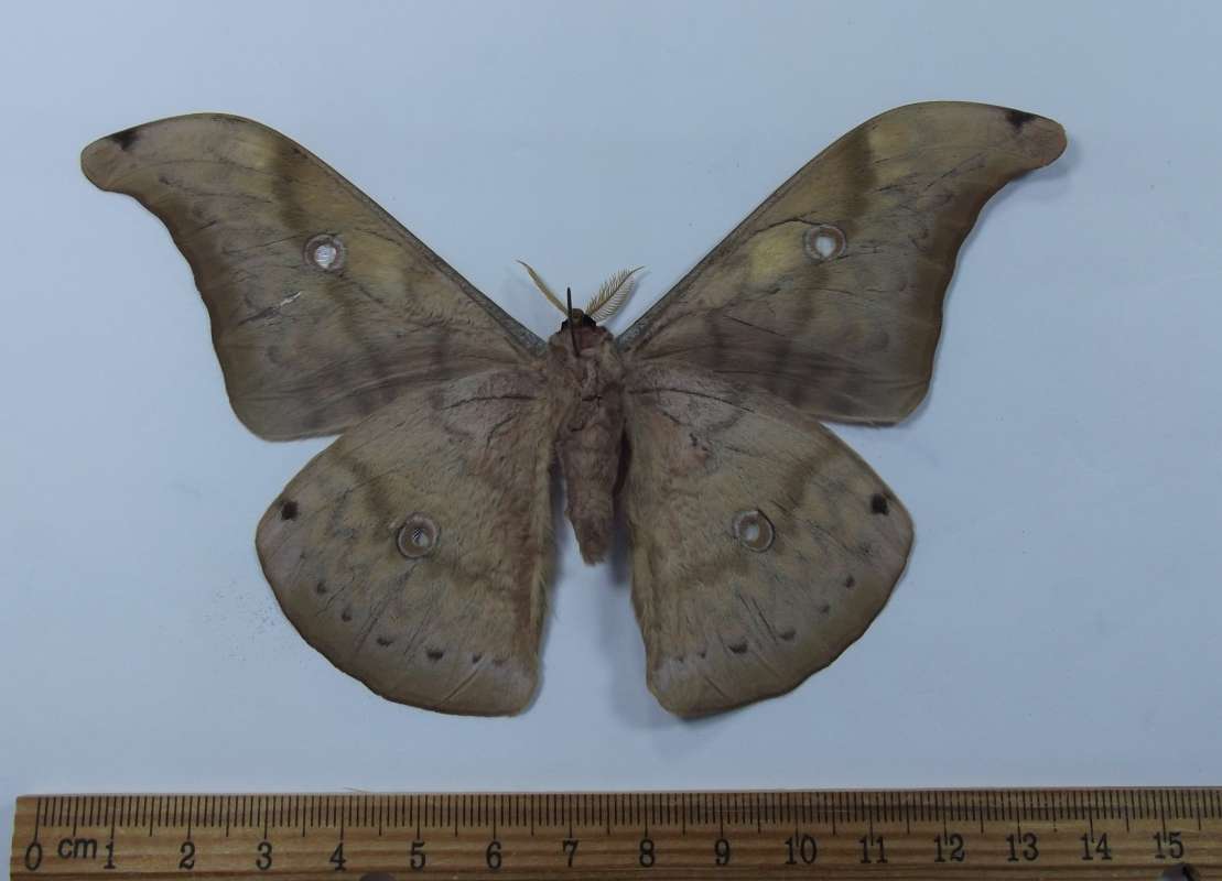 Male - Ventral View<br>(Origin of the Specimen: Vietnam, April 2012)