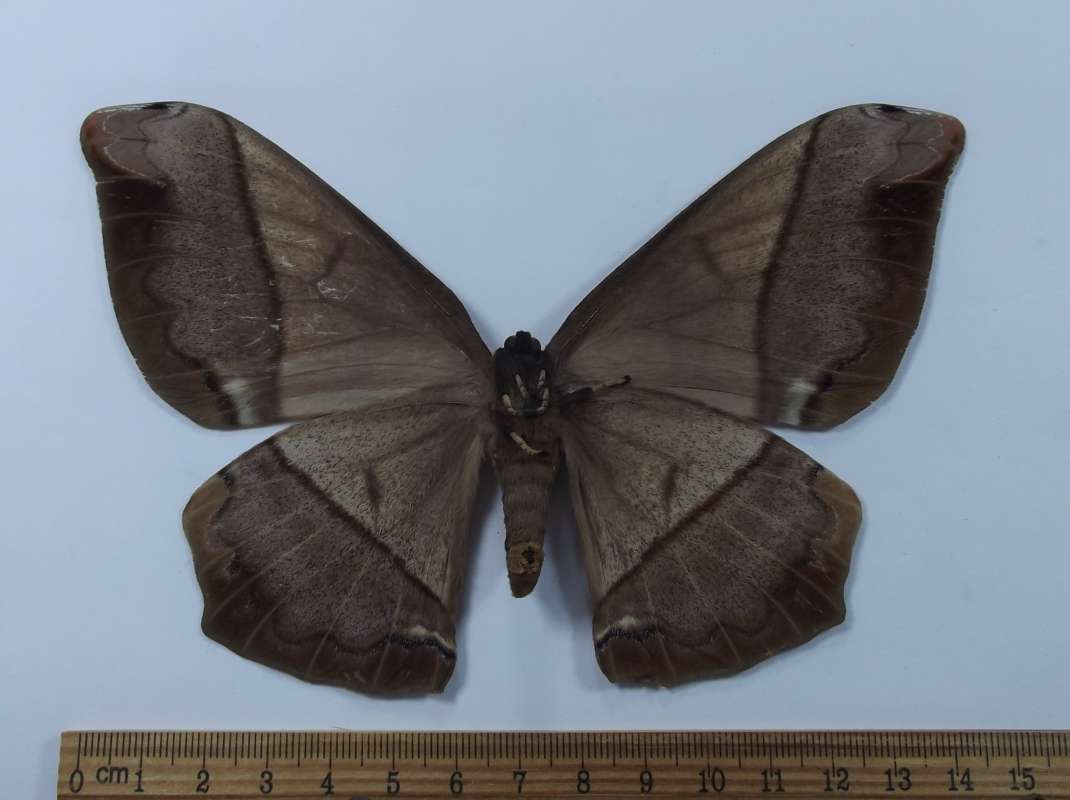 Female - Ventral View<br>(Origin of the Specimen: Peru - Sept 2009)