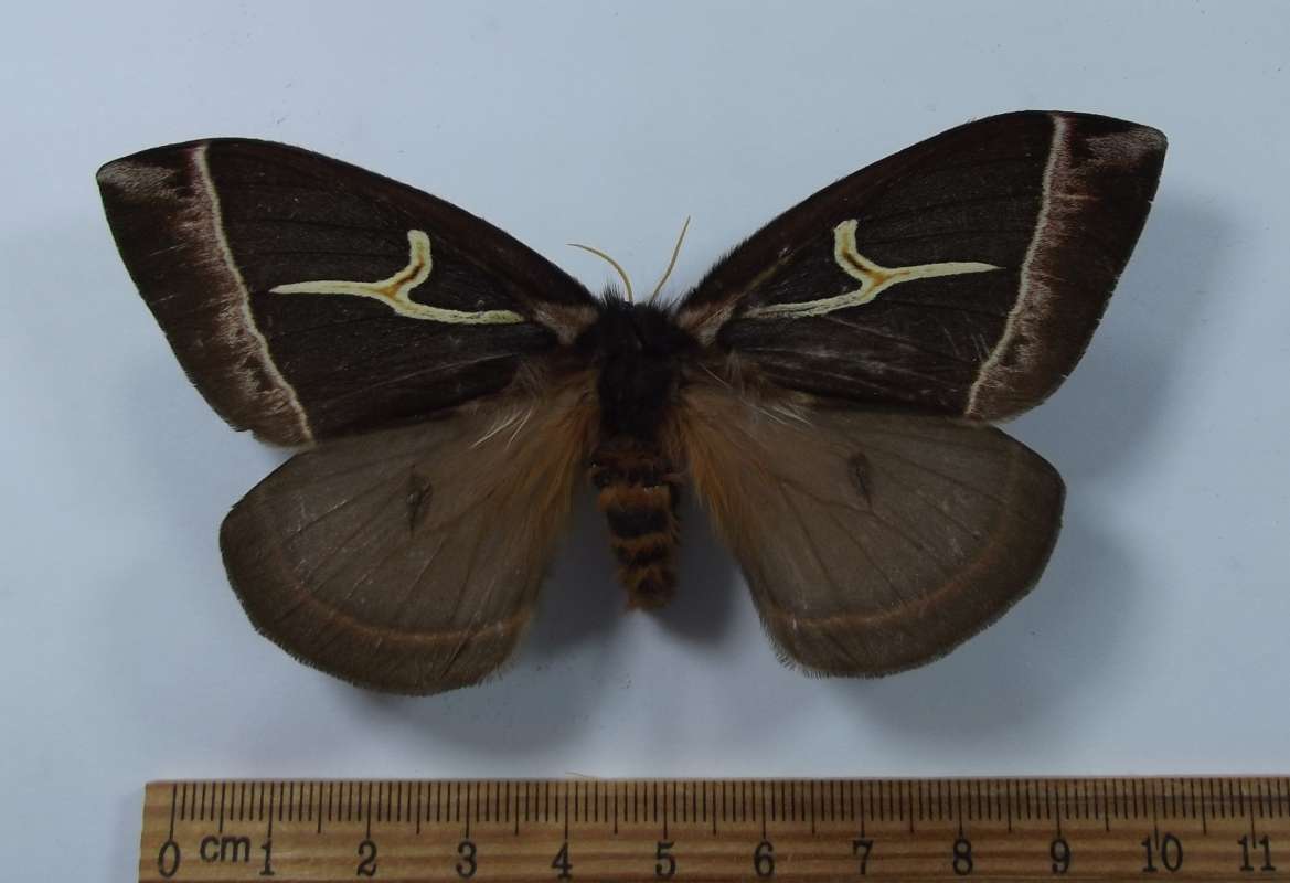 Female - Dorsal View