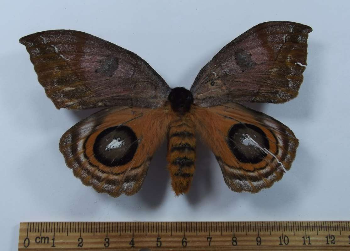 Female - Dorsal View<br>(Origin of the Specimen: Ecuador)