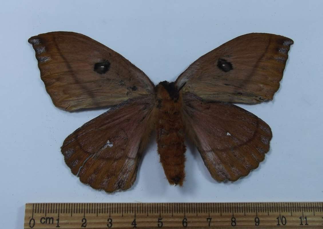 Female - Ventral View<br>(Origin of the Specimen: Ecuador)
