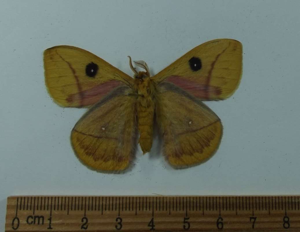 Male - Ventral View<br>(Location of Picture: Mexico, July 2009)