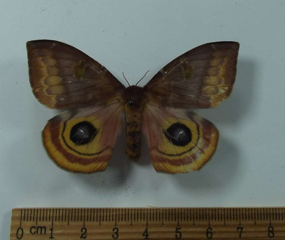 Female - Dorsal View<br>(Location of Picture: Mexico, July 2009)