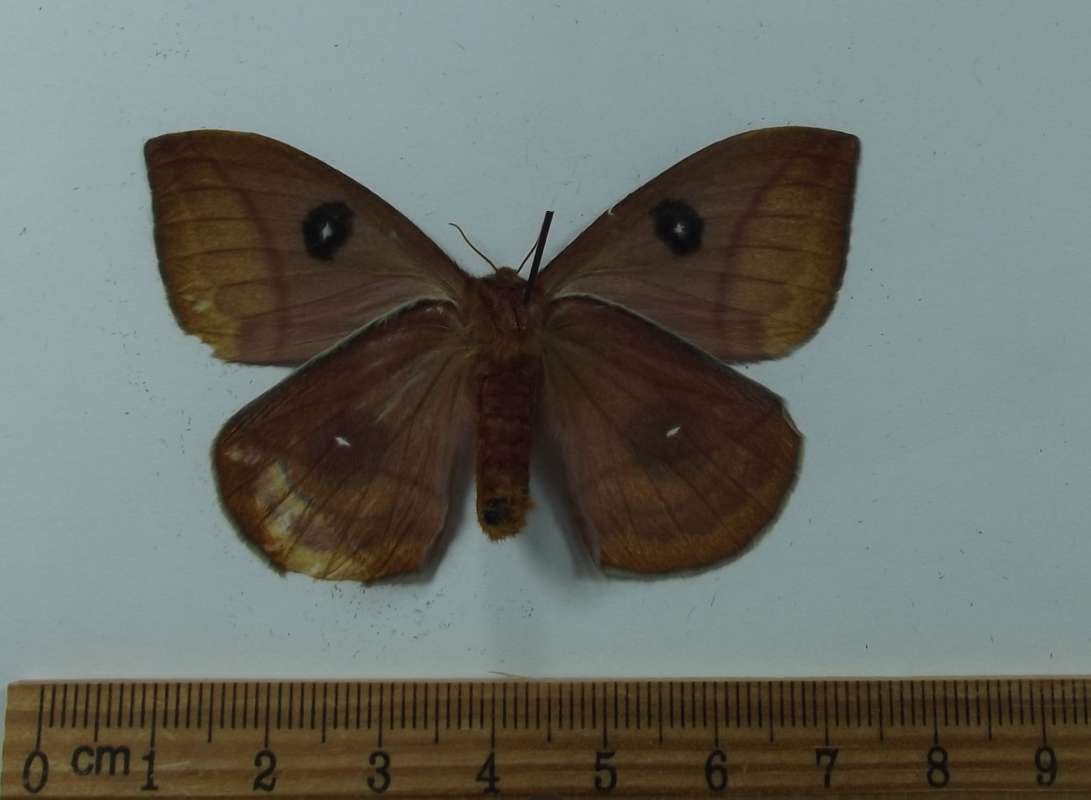 Female - Ventral View<br>(Location of Picture: Mexico, July 2009)