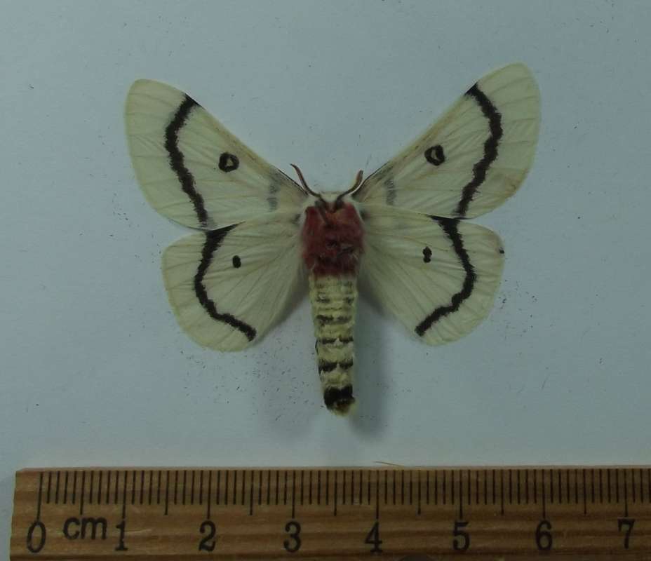 Female - Ventral View<br>(Origin of the Specimen: Califonria, May 1998)