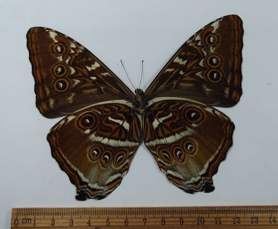 Male - Ventral View<br>(Origin of the Specimen: San Martin, Peru, April 2001)