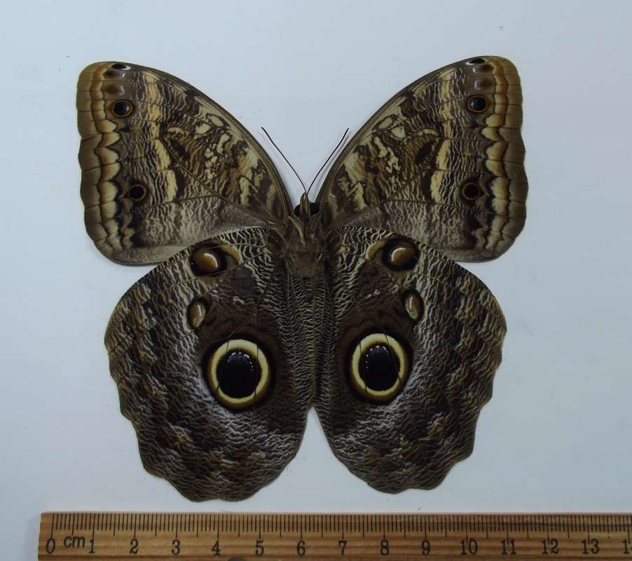 Female - Ventral View<br>(Origin of the Specimen: Costa Rica, Juen 2009)