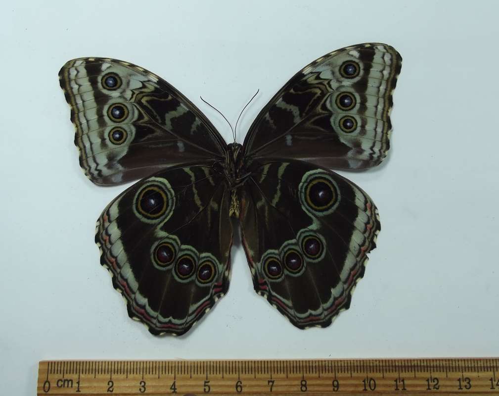 Male - Ventral View<br>(Origin of the Specimen: Golfeto, Costa Rica, Sept. 2014)