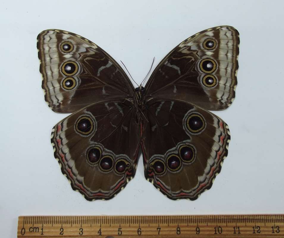 Female - Ventral View<br>(Origin of the Specimen: Costa Rica, Dec. 2008)