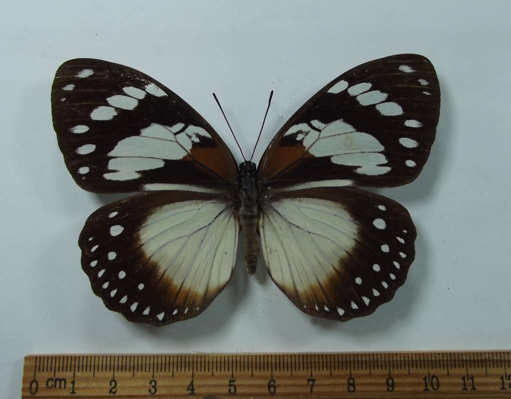 Female - Dorsal View<br>(Origin of the Specimen: Cameroon, March 2005)