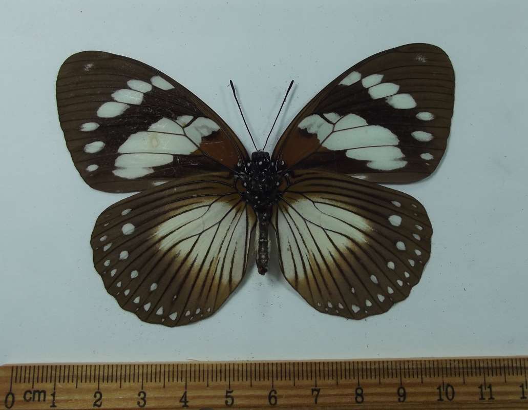 Female - Ventral View<br>(Origin of the Specimen: Cameroon, March 2005)