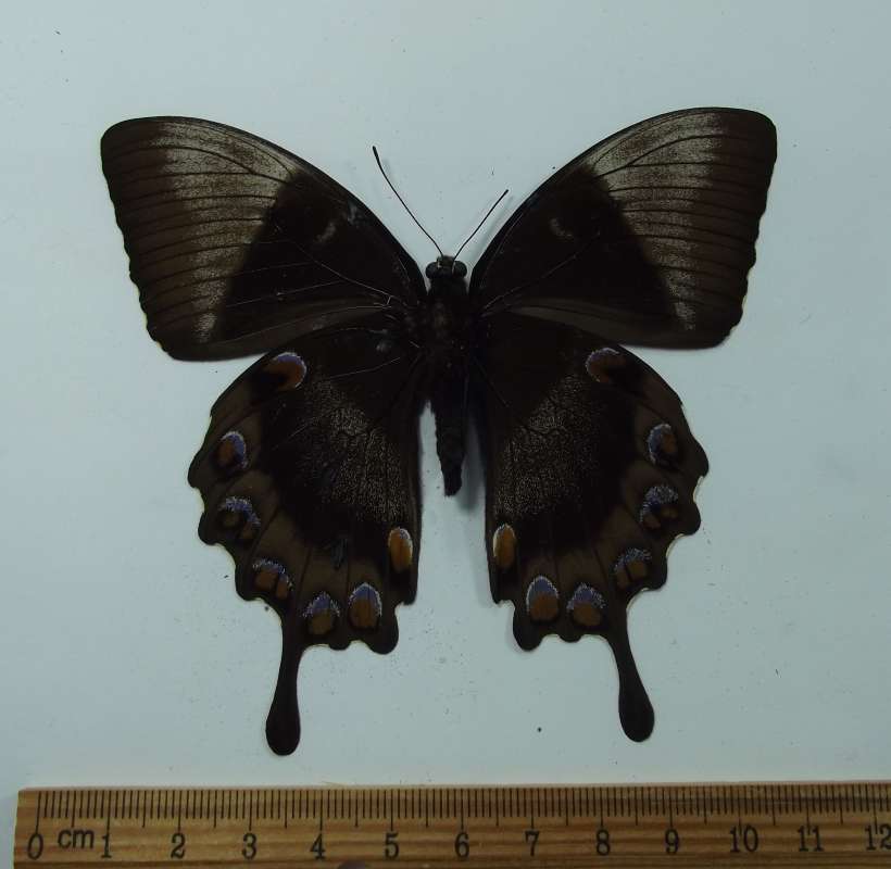 Female - Ventral View<br>(Origin of the Specimen: New Ireland, Jan. 1985)