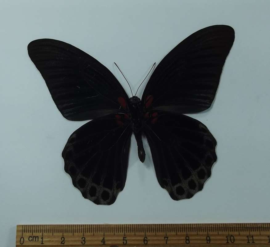 Male - Ventral View<br>(Origin of the Specimen: Cambodia, August 2003)