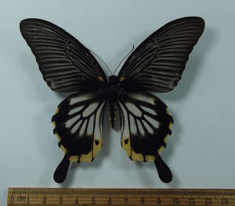 Female - Dorsal View<br>(Origin of the Specimen: Cambodia, August 2003)