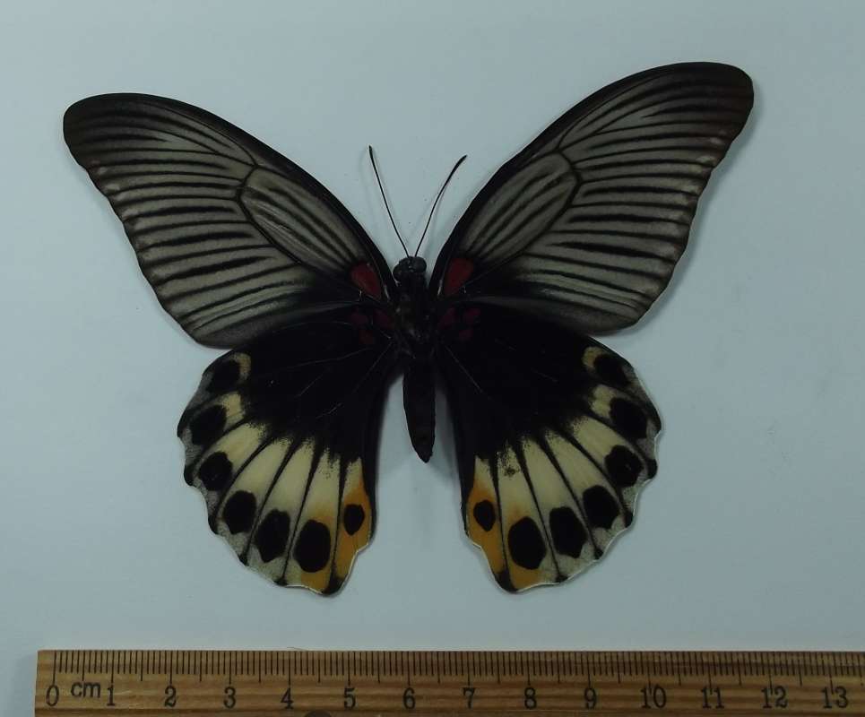 Female - Ventral<br>(Origin of the Specimen: Cambodia, August 2003)