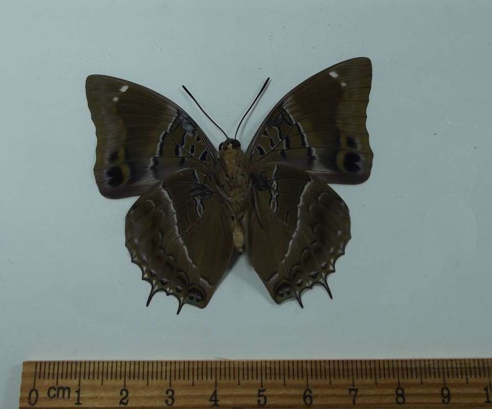 Male - Ventral View<br>(Origin of the Specimen: Minzoro Forest, Tanzania, July 1998)