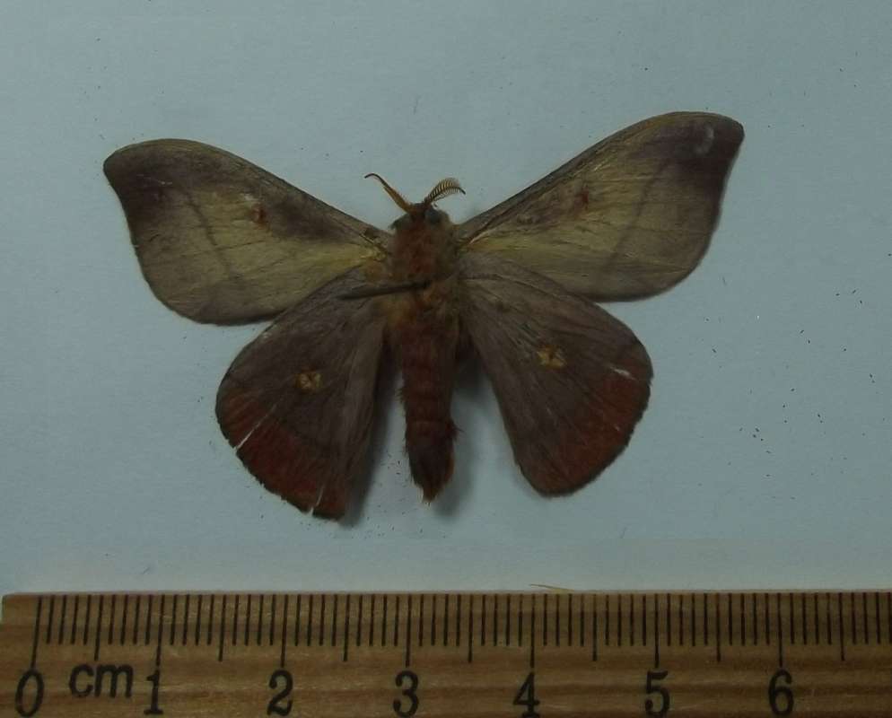 Feale - Ventral View<br>(Origin of the Specimen: Brazil, May 1998)