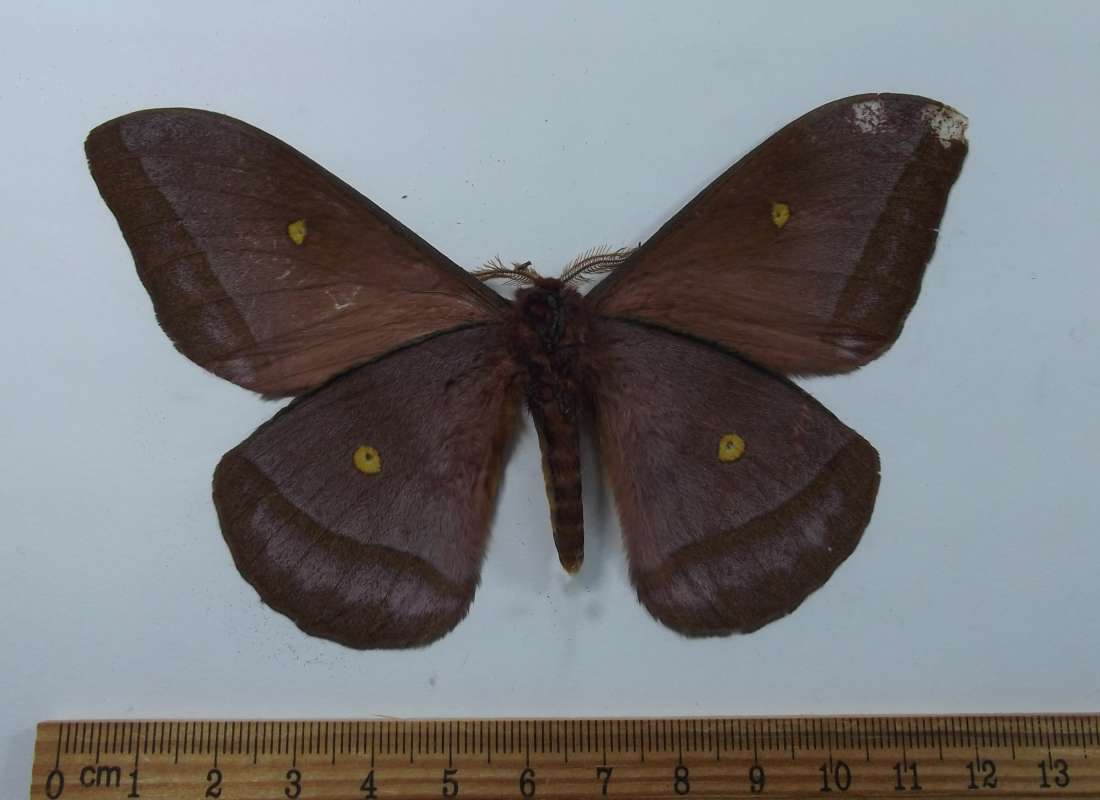 Male - Ventral View<br>(Origin of the Specimen: Niger, April 2011)