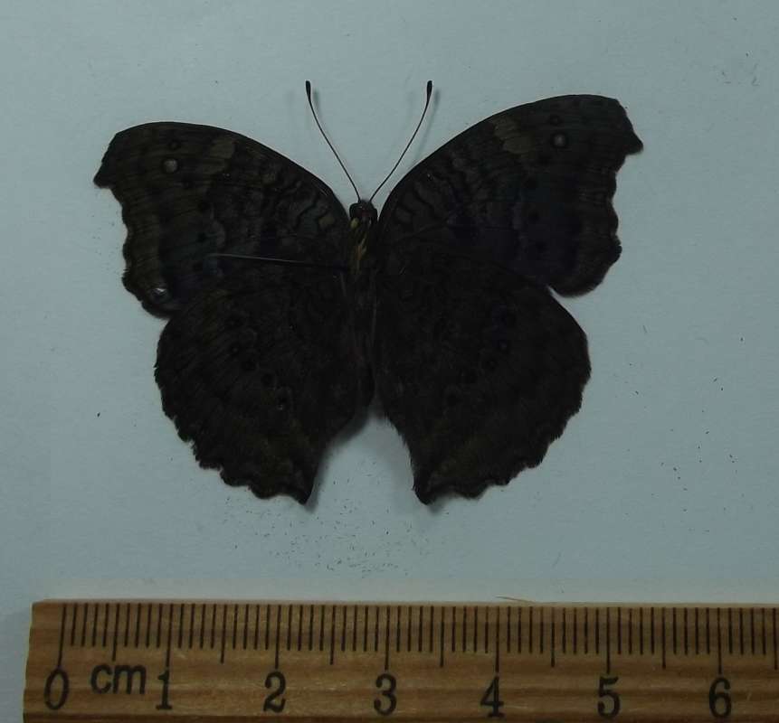 Male - Ventral View<br>(Origin of the Specimen: South Africa, Feb. 2013)