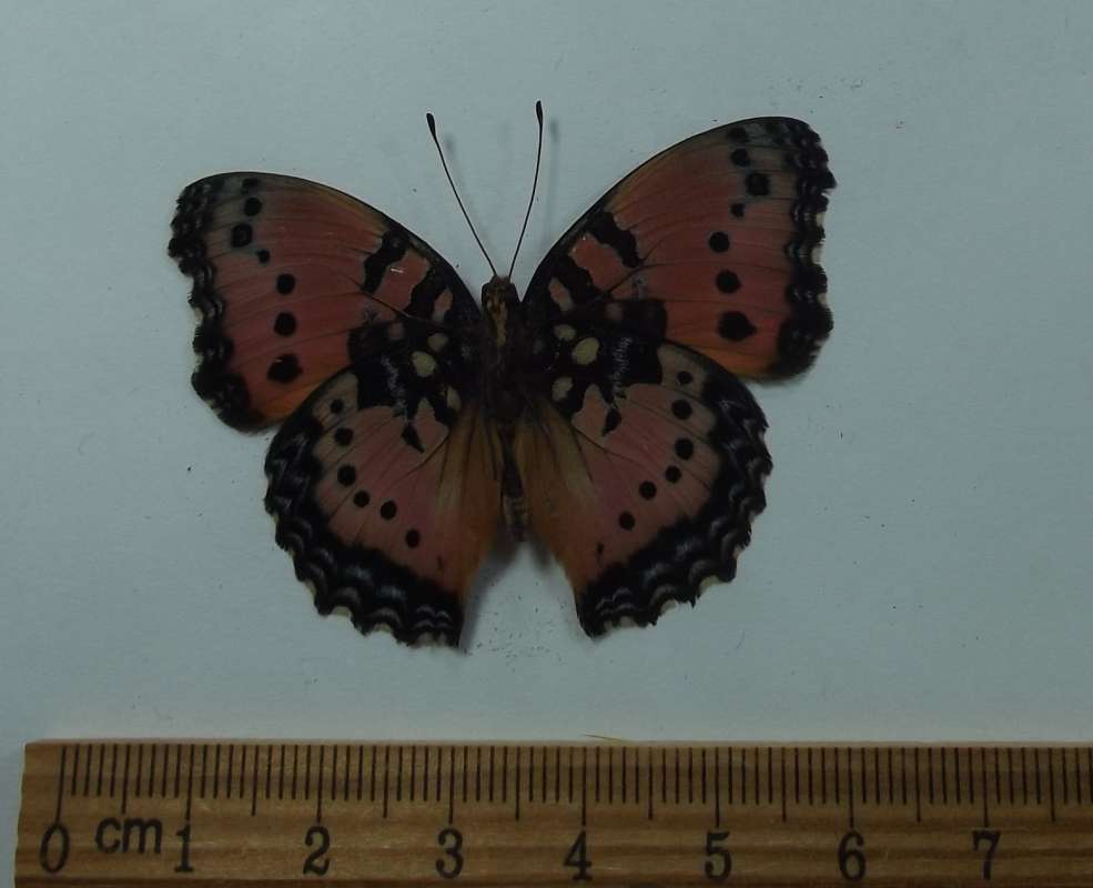 Male - Ventral View<br>(Origin of the Specimen: Tanzania, Dec. 2009)