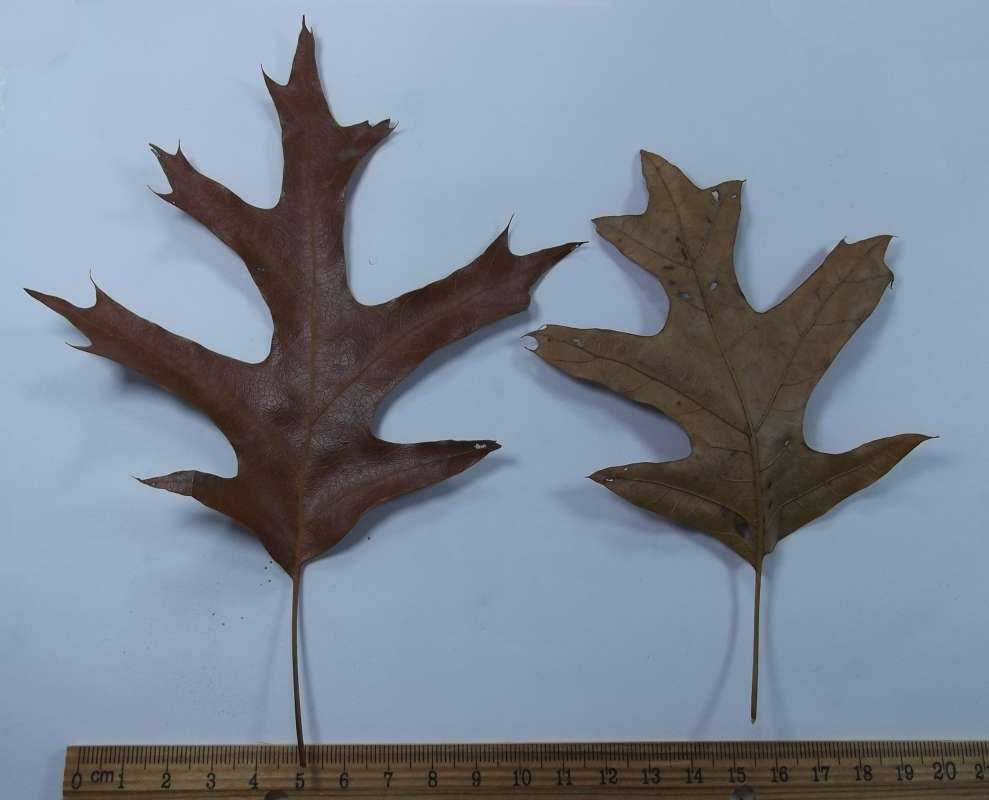Fal Leaf - Double - Dorsal and Ventral Mounted<br>(Origin of the Specimen: Morgan Trail, McHenry, Il. Feb 2016)