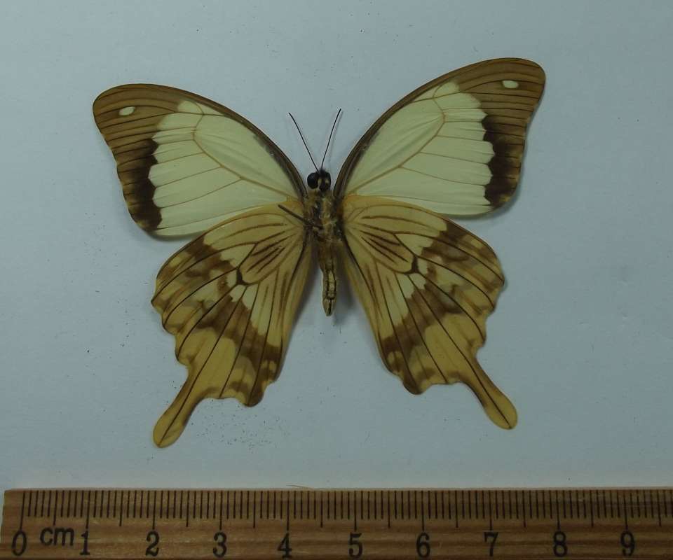 Male - Ventral View<br>(Origin of the Specimen: Transvaal, January 2012)