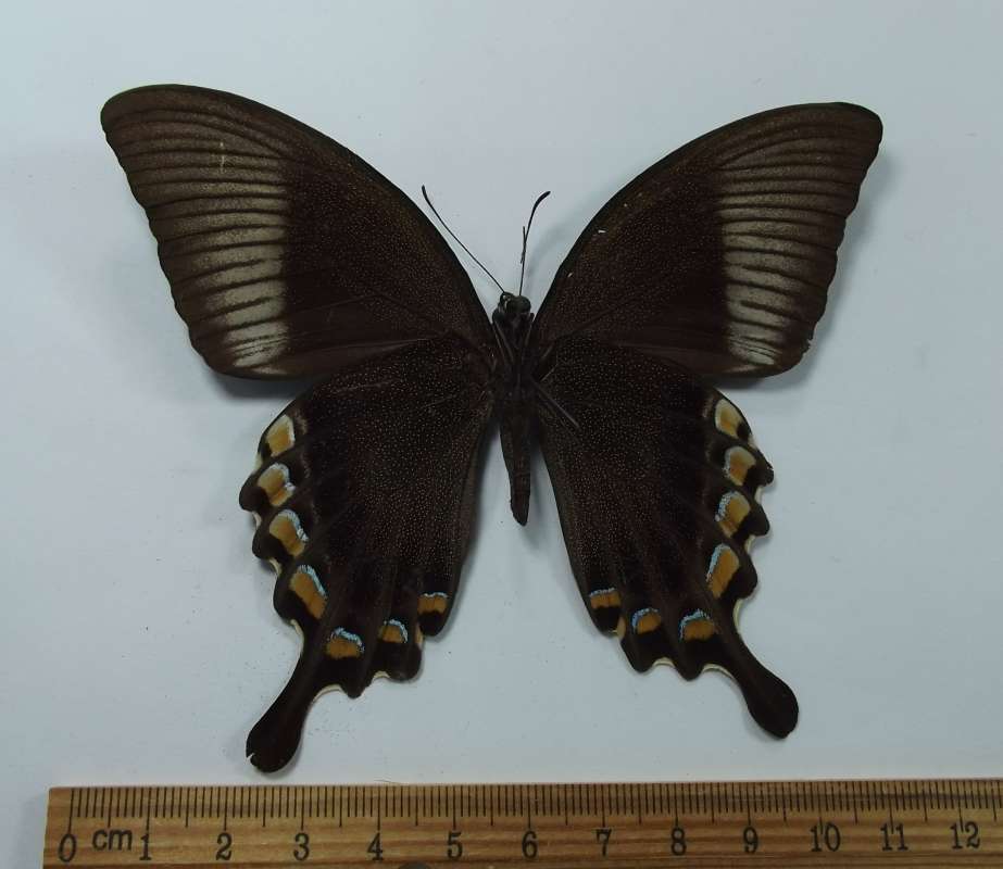 Male - Ventral View<br>(Origin of the Specimen: Celebes, June 1984)